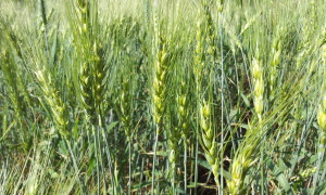 Young_Wheat_crop_in_a_field_near_Solapur,_Maharashtra,_India